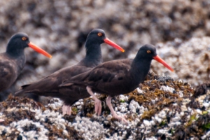 Three Oystercatchers - black birds with long red beak and yellow eye surrounded by red ring