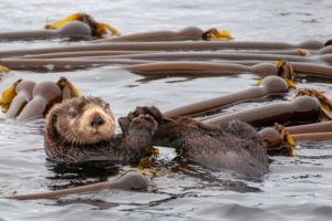 Sea otter lying in kelp bed, looking at viewer, touching his big feet with front paws