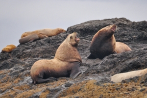 Two large male Steller sea lions sitting up on a rock & barking at each other agrressively