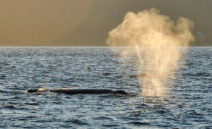 Back of Humpback whale and large spout showing yellowish white due to late afternoon lighting